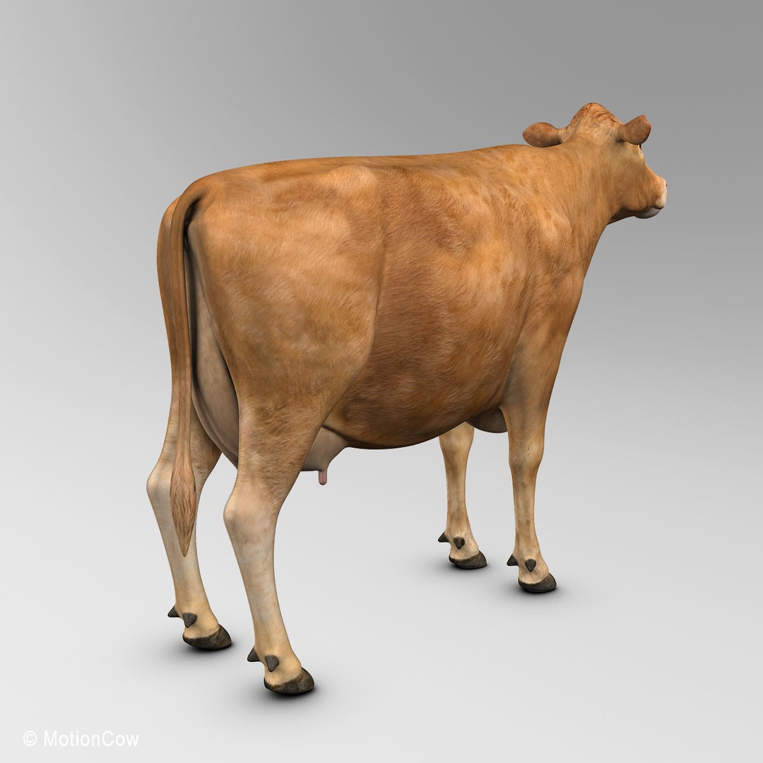 Limousin Cow 3D Model – Realistic Rigged Animal Asset, FBX - View 7