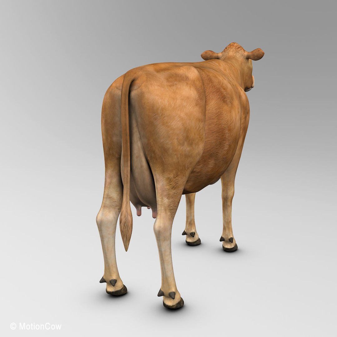 Limousin Cow 3D Model – Realistic Rigged Animal Asset, FBX - View 8