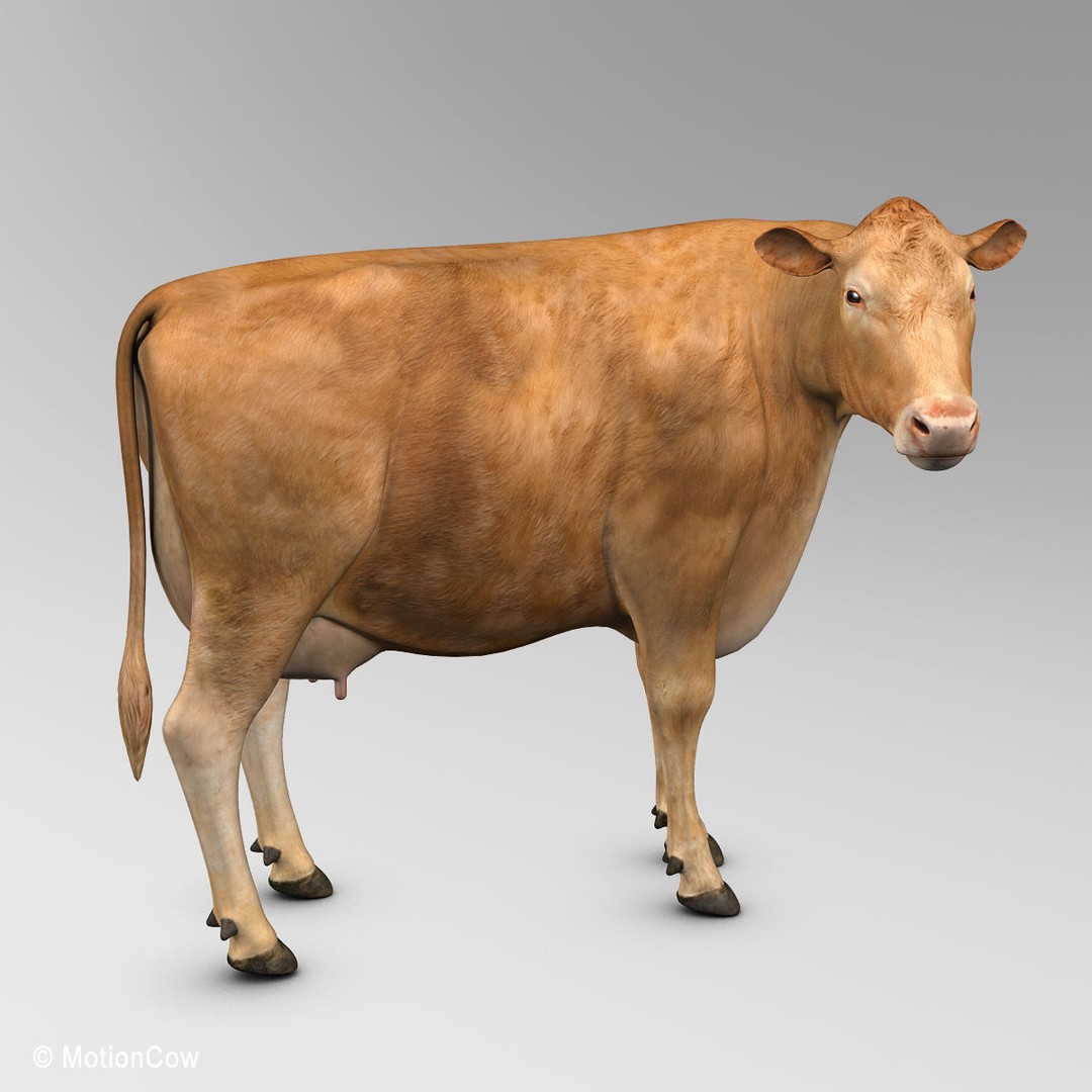 Limousin Cow 3D Model – Realistic Rigged Animal Asset, FBX - View 9