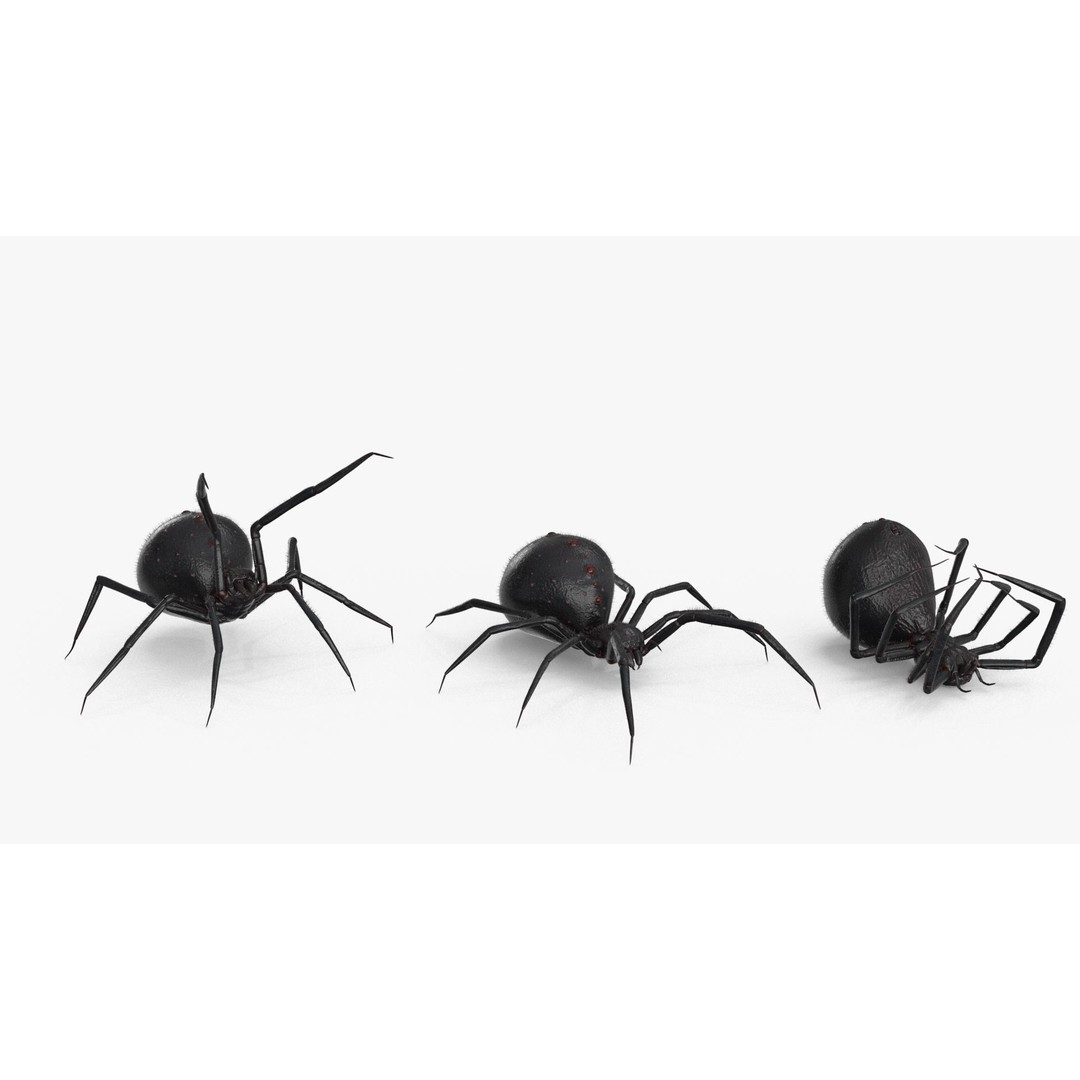 Spider 3D Model – Low Poly Rigged Insect with PBR Textures - View 14