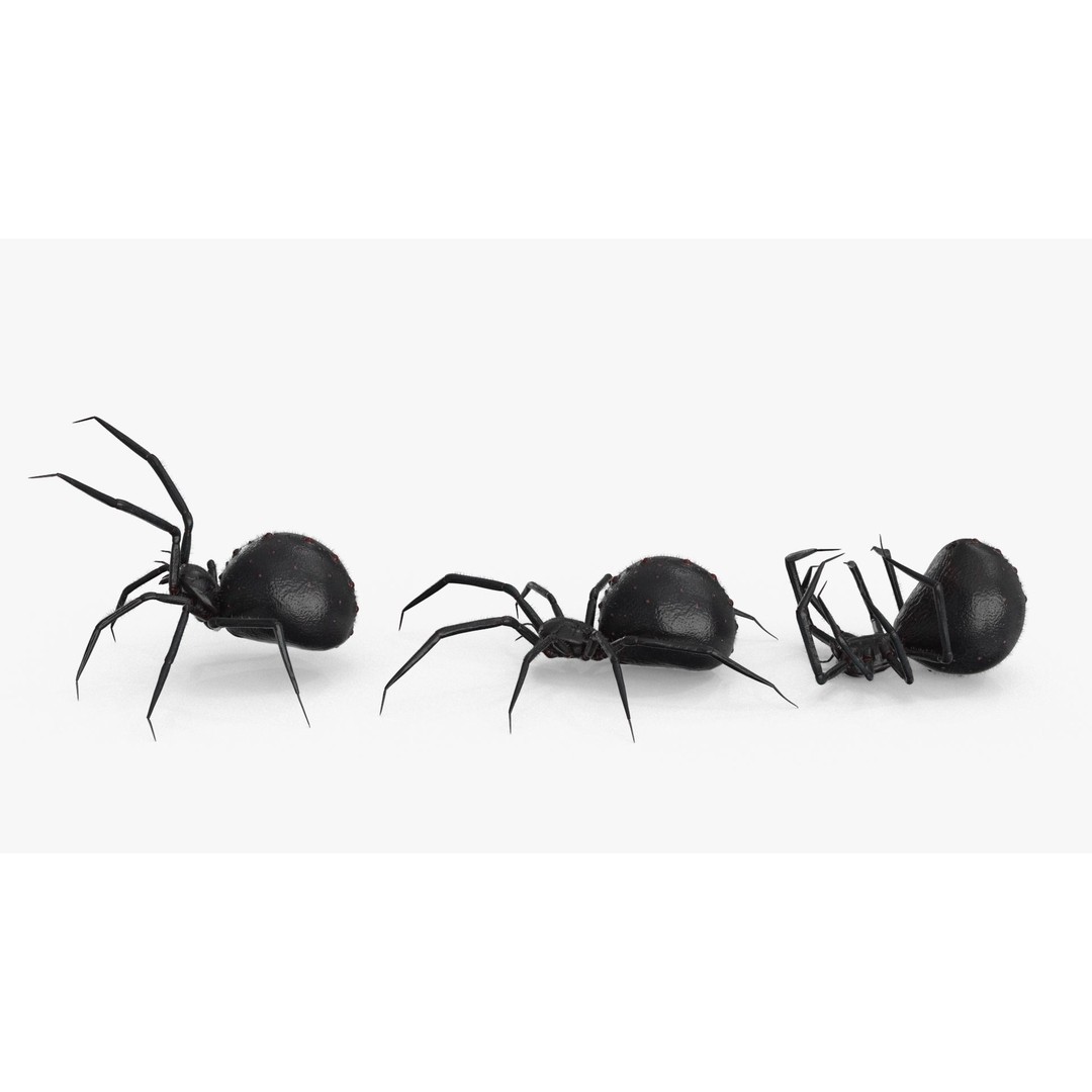 Spider 3D Model – Low Poly Rigged Insect with PBR Textures - View 19