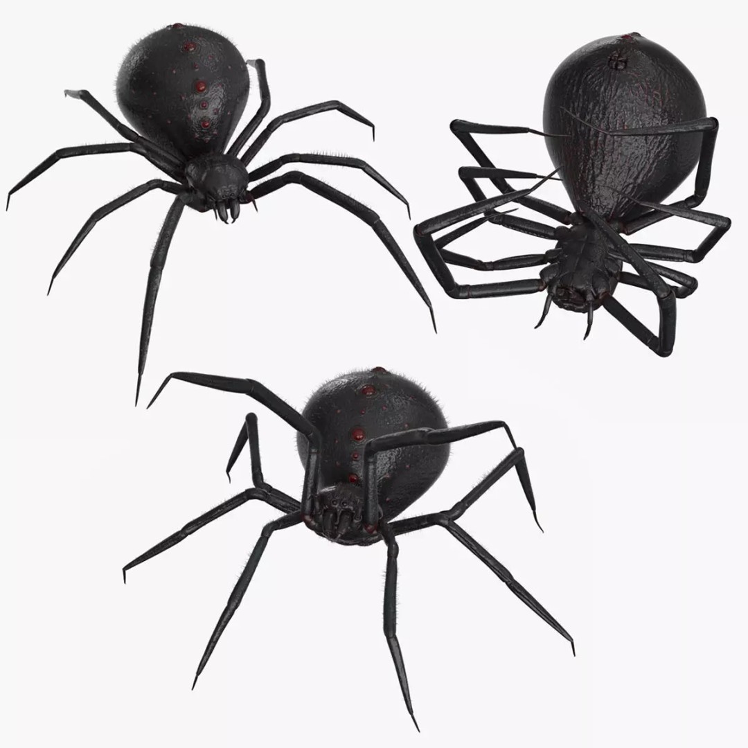Spider 3D Model – Low Poly Rigged Insect with PBR Textures - View 2