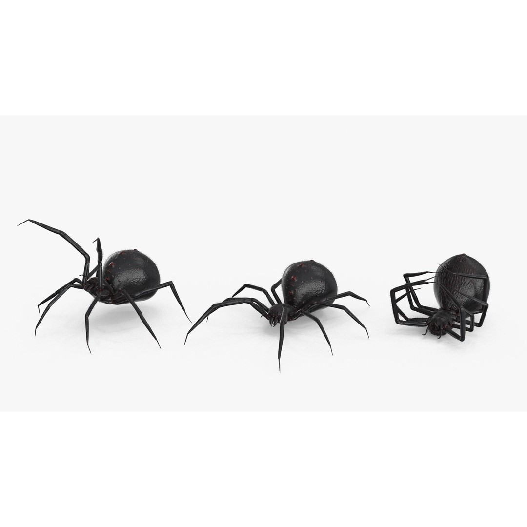 Spider 3D Model – Low Poly Rigged Insect with PBR Textures - View 20
