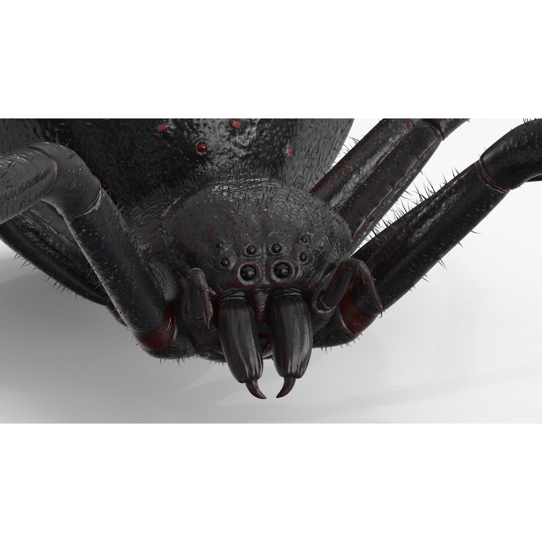 Spider 3D Model – Low Poly Rigged Insect with PBR Textures - View 3