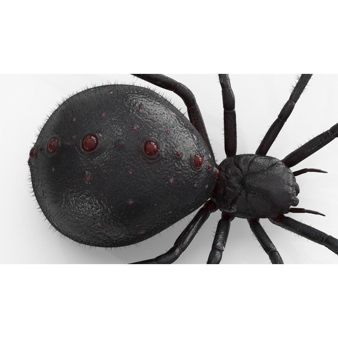 Spider 3D Model – Low Poly Rigged Insect with PBR Textures - View 6