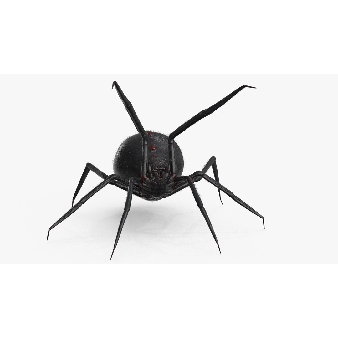 Spider 3D Model – Low Poly Rigged Insect with PBR Textures - View 7