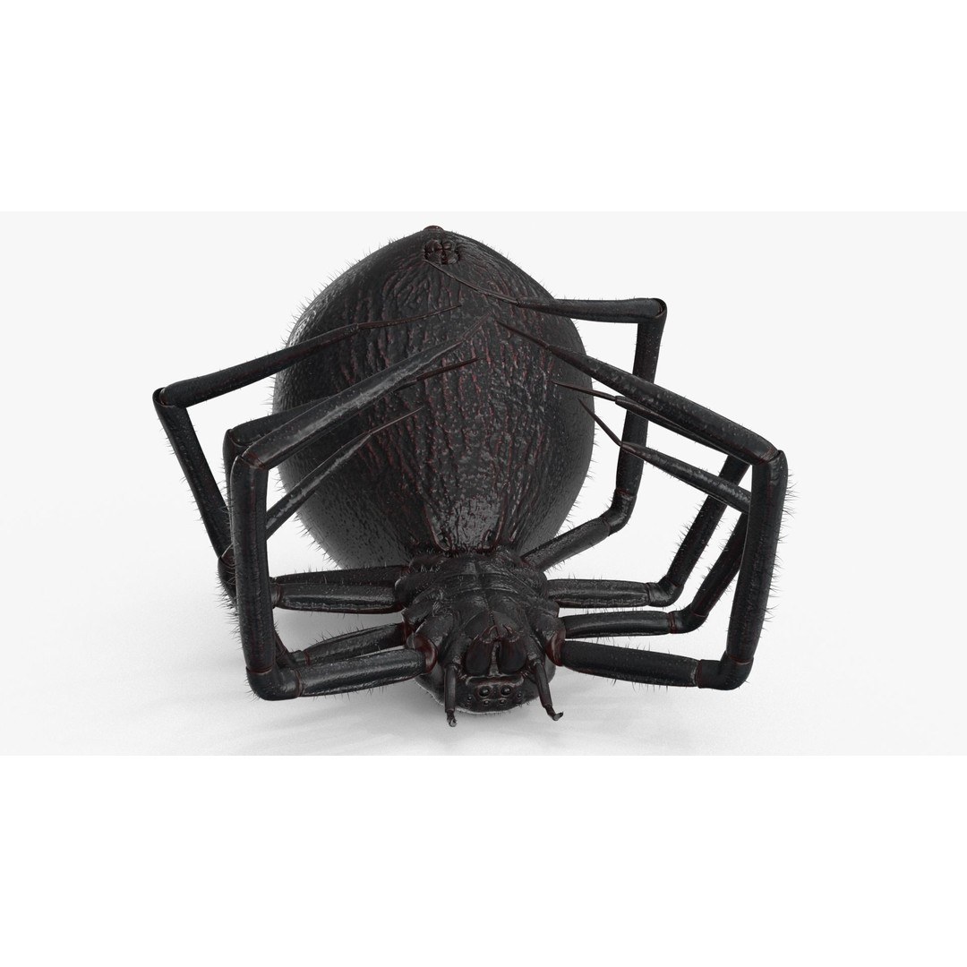 Spider 3D Model – Low Poly Rigged Insect with PBR Textures - View 8