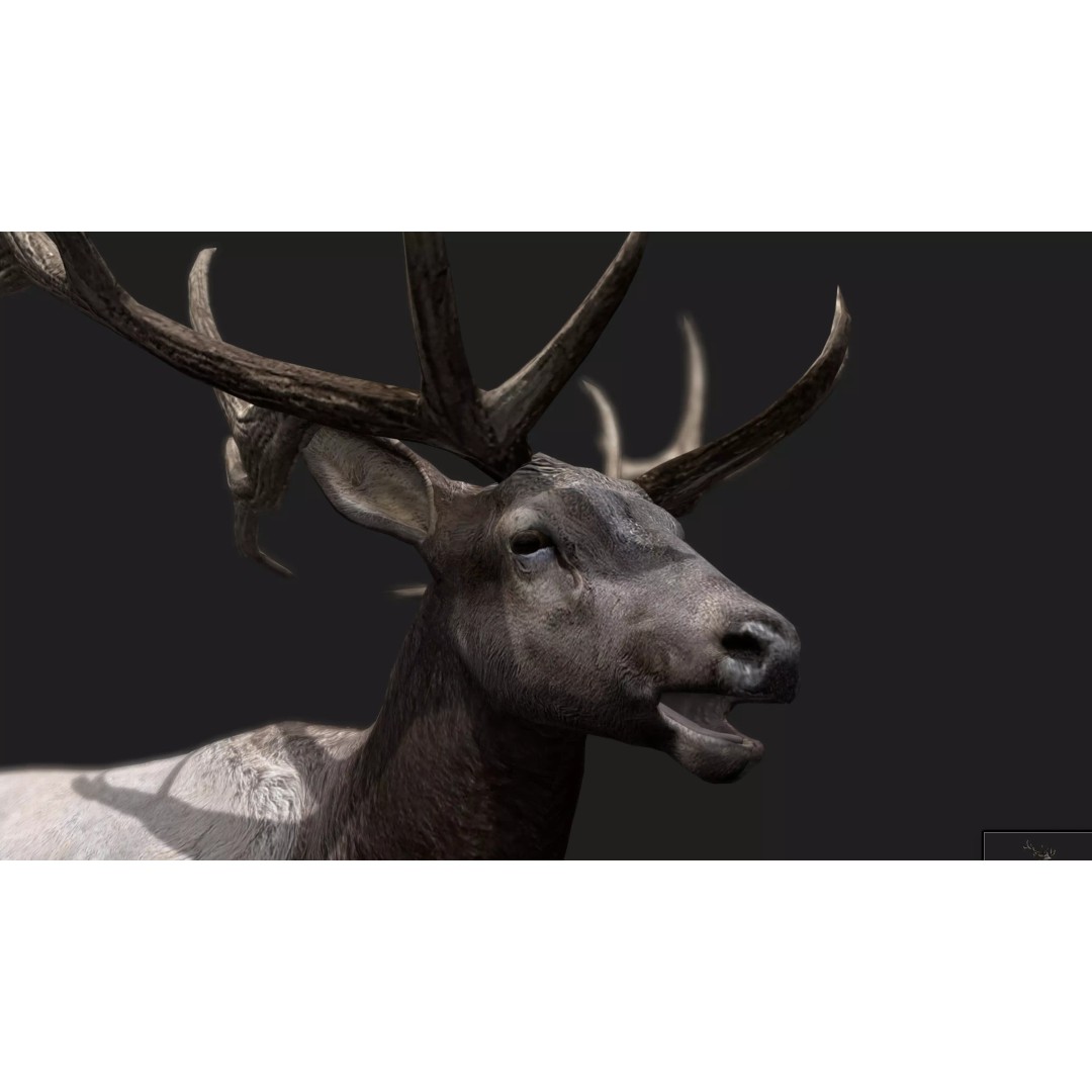 Deer 3D Model – Low Poly Animated Rigged Asset, FBX, OBJ - View 11