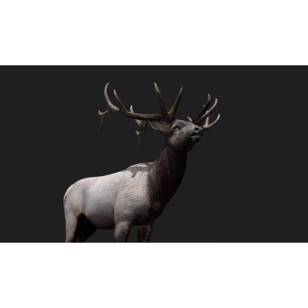 Deer 3D Model – Low Poly Animated Rigged Asset, FBX, OBJ - View 13