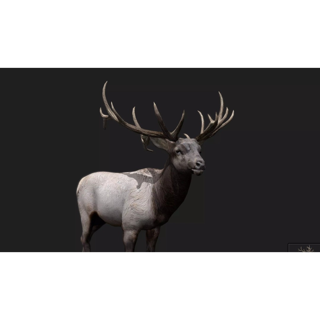 Deer 3D Model – Low Poly Animated Rigged Asset, FBX, OBJ - View 14