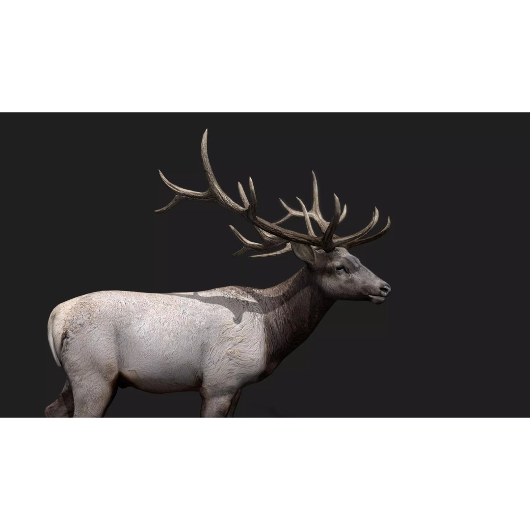 Deer 3D Model – Low Poly Animated Rigged Asset, FBX, OBJ - View 15
