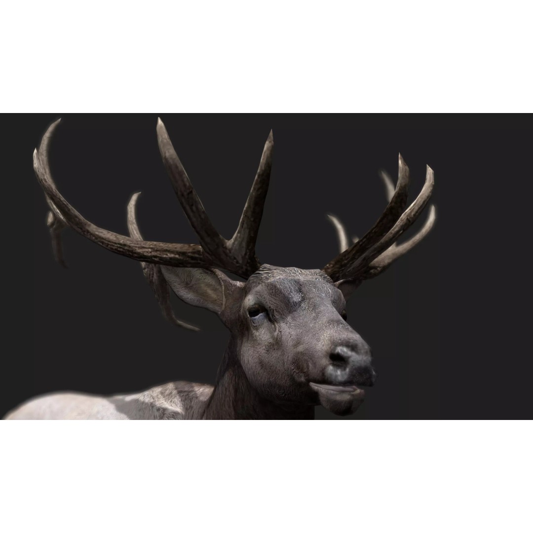 Deer 3D Model – Low Poly Animated Rigged Asset, FBX, OBJ - View 16