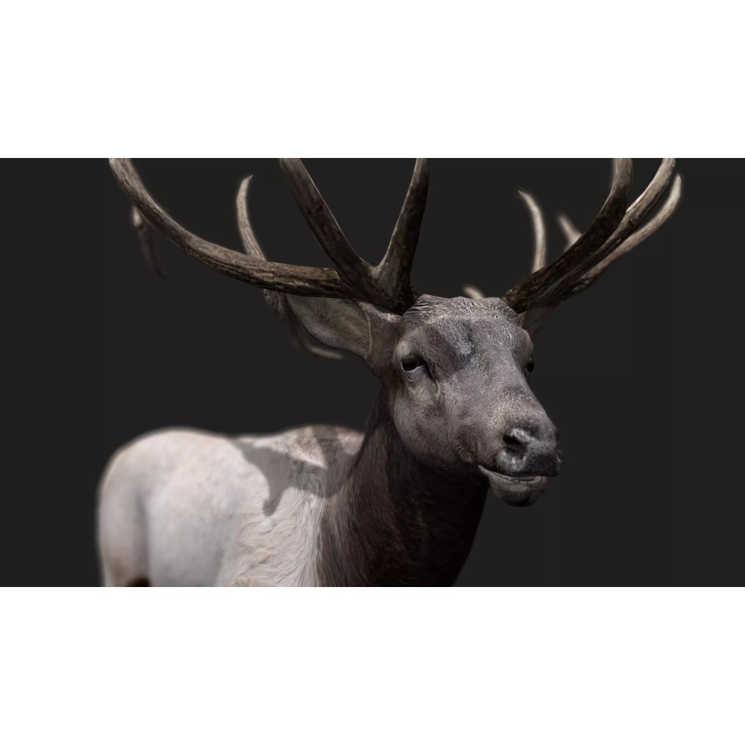 Deer 3D Model – Low Poly Animated Rigged Asset, FBX, OBJ - View 17