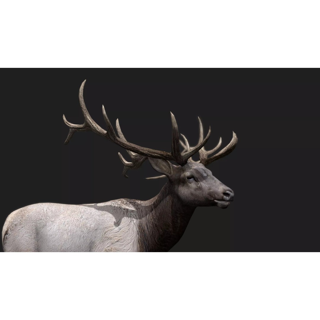 Deer 3D Model – Low Poly Animated Rigged Asset, FBX, OBJ - View 18