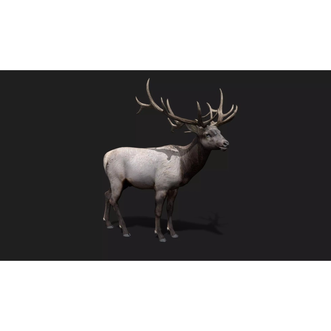 Deer 3D Model – Low Poly Animated Rigged Asset, FBX, OBJ - View 19