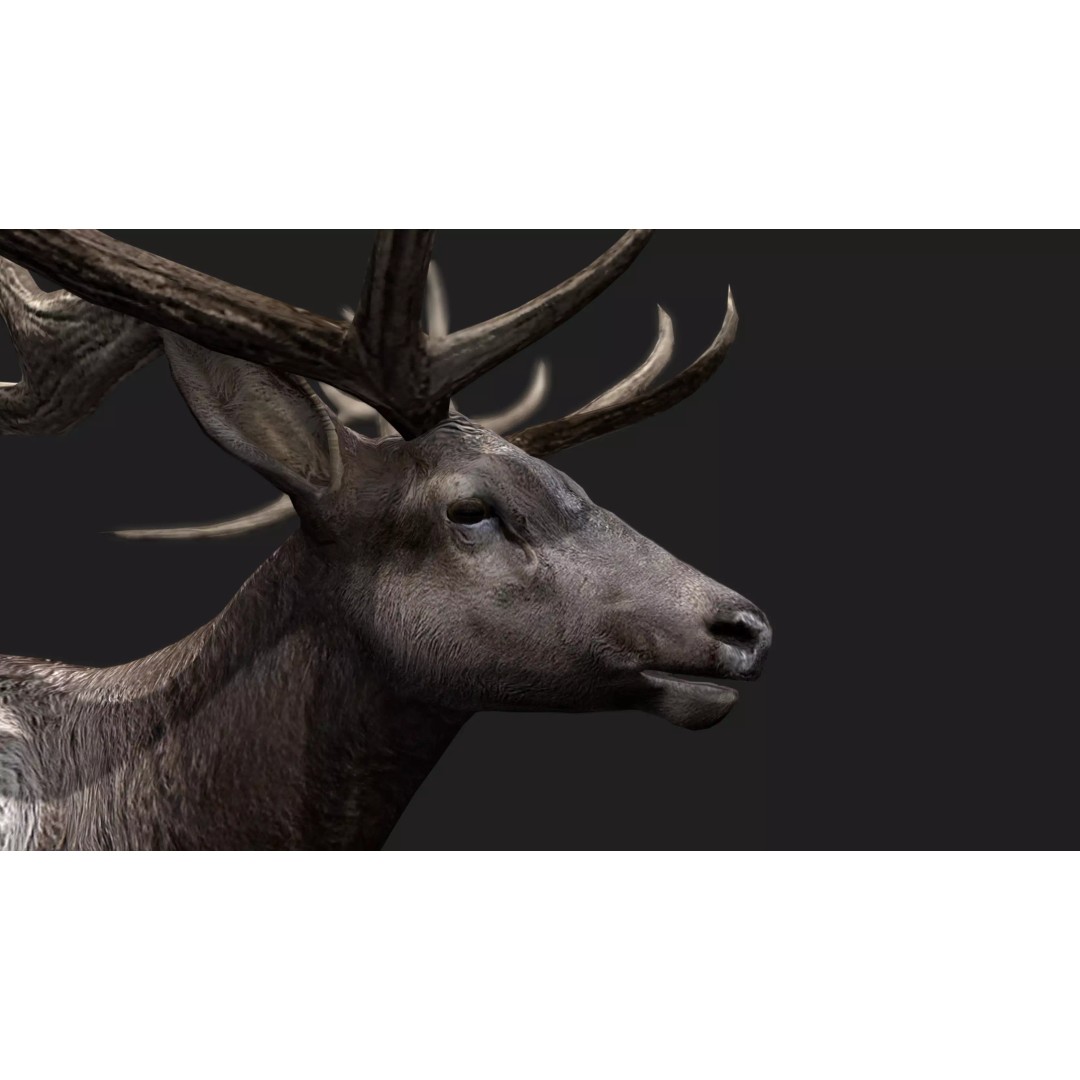 Deer 3D Model – Low Poly Animated Rigged Asset, FBX, OBJ - View 20