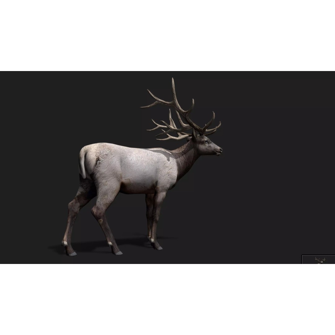 Deer 3D Model – Low Poly Animated Rigged Asset, FBX, OBJ - View 21