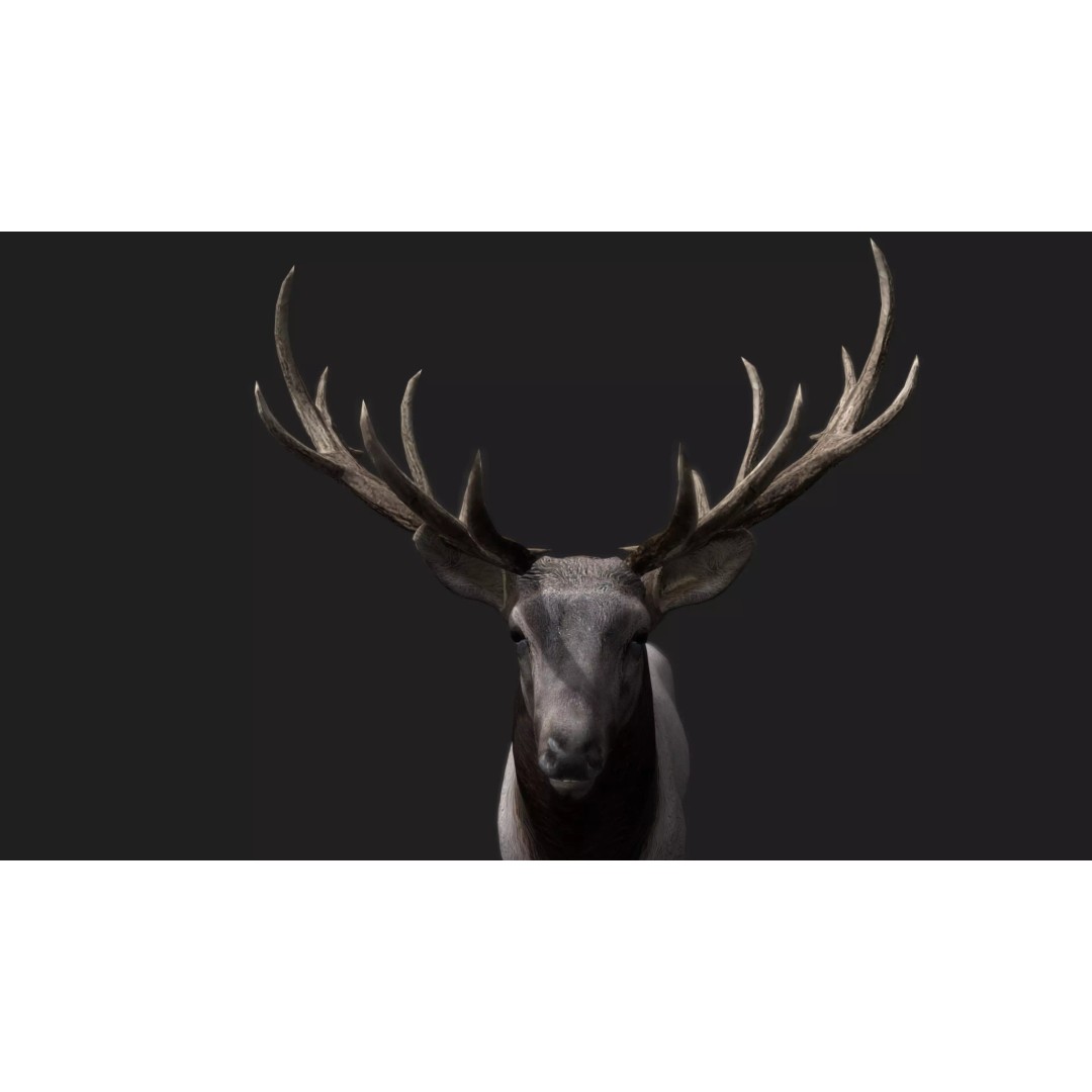 Deer 3D Model – Low Poly Animated Rigged Asset, FBX, OBJ - View 4