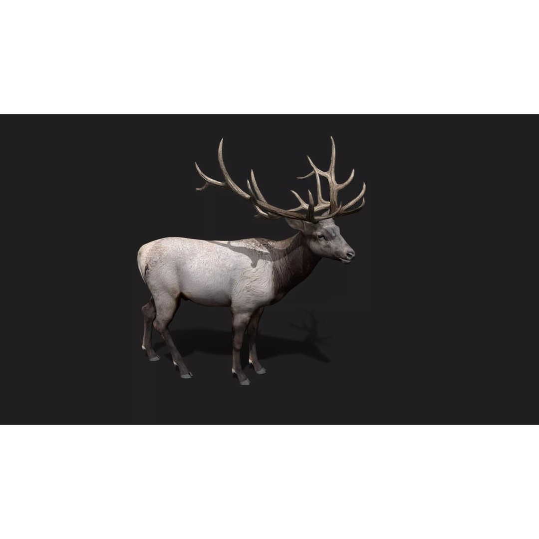 Deer 3D Model – Low Poly Animated Rigged Asset, FBX, OBJ - View 6