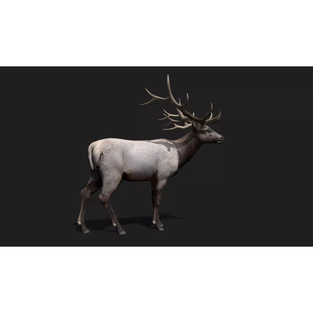 Deer 3D Model – Low Poly Animated Rigged Asset, FBX, OBJ - View 7