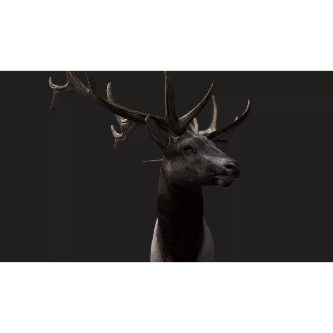 Deer 3D Model – Low Poly Animated Rigged Asset, FBX, OBJ - View 8