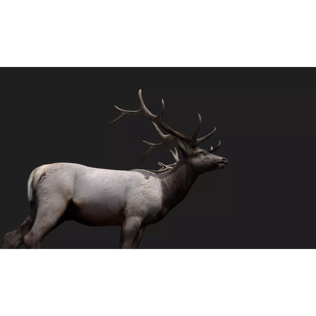 Deer 3D Model – Low Poly Animated Rigged Asset, FBX, OBJ - View 9