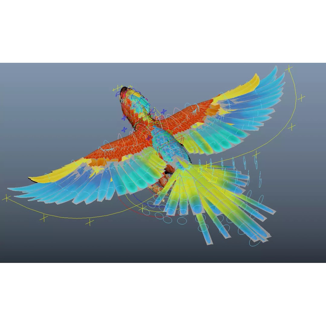 Parrot 3D Model – Realistic Rigged Bird Asset, FBX/OBJ - View 10