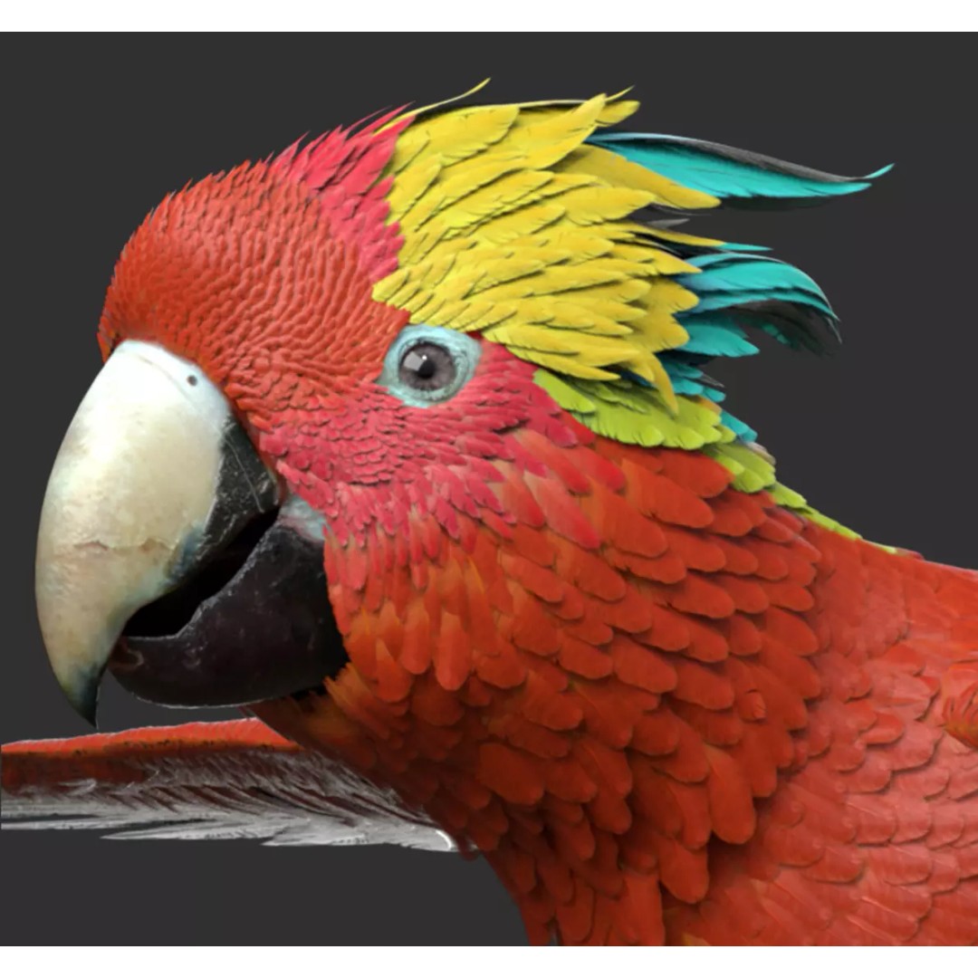 Parrot 3D Model – Realistic Rigged Bird Asset, FBX/OBJ - View 2
