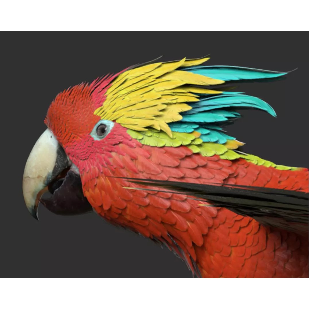 Parrot 3D Model – Realistic Rigged Bird Asset, FBX/OBJ - View 3