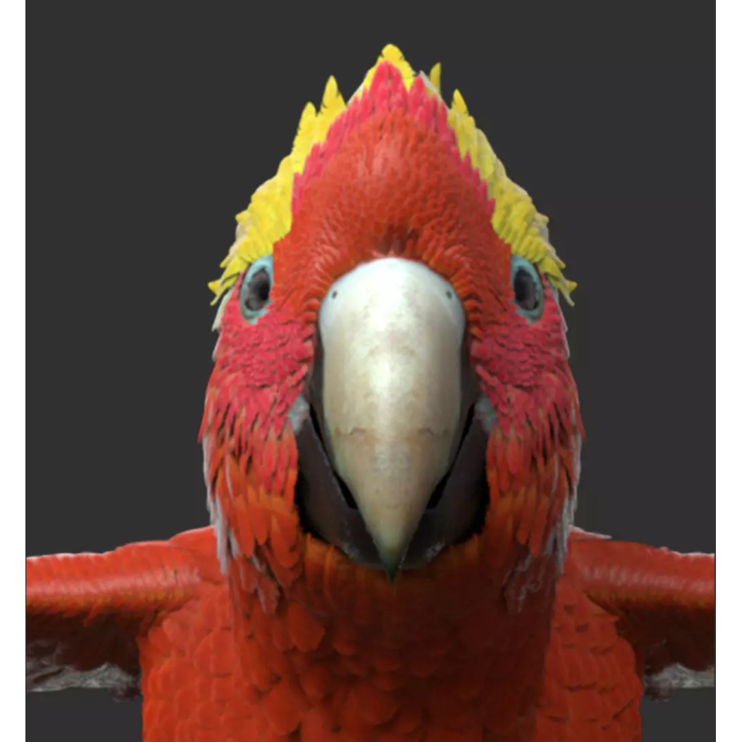 Parrot 3D Model – Realistic Rigged Bird Asset, FBX/OBJ - View 4