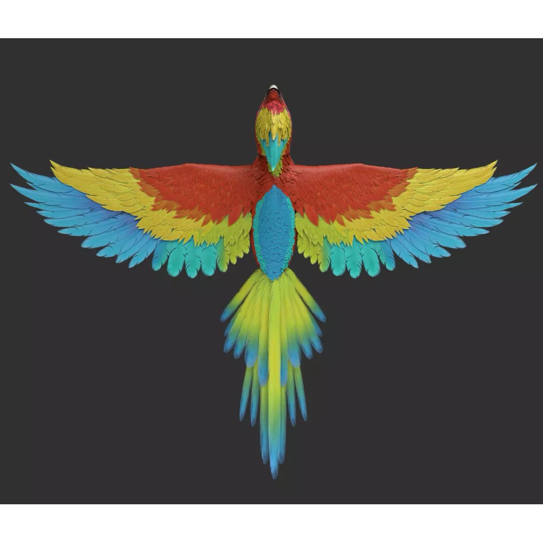 Parrot 3D Model – Realistic Rigged Bird Asset, FBX/OBJ - View 5
