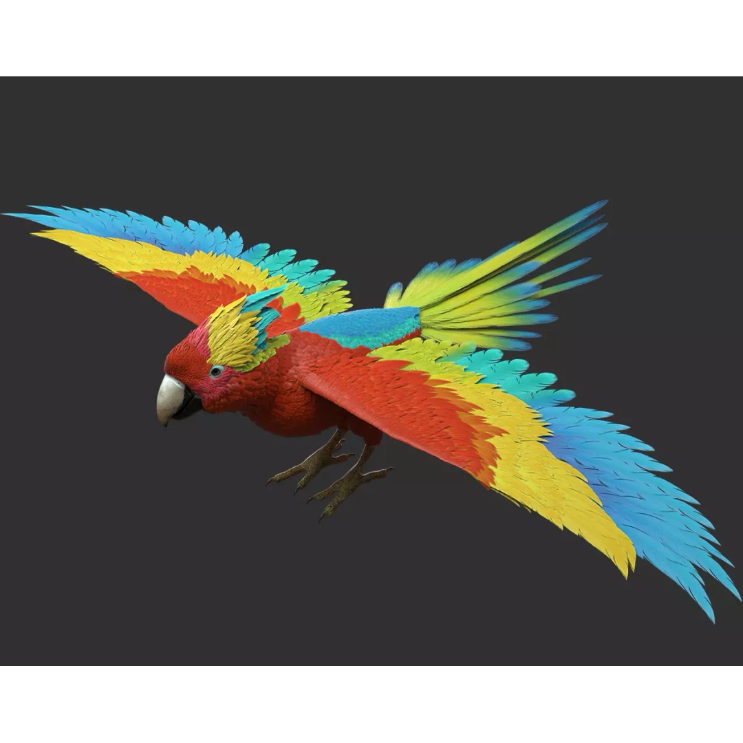 Parrot 3D Model – Realistic Rigged Bird Asset, FBX/OBJ - View 6