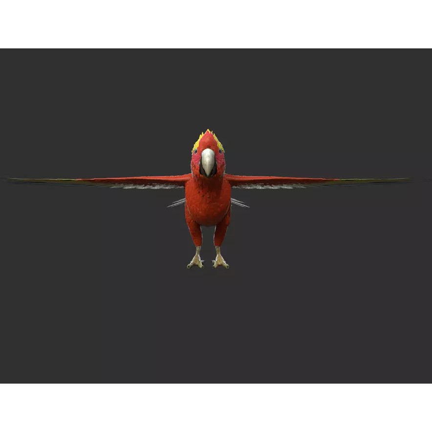 Parrot 3D Model – Realistic Rigged Bird Asset, FBX/OBJ - View 7