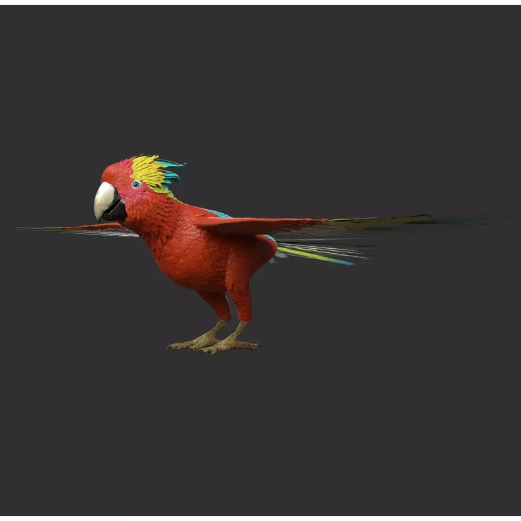 Parrot 3D Model – Realistic Rigged Bird Asset, FBX/OBJ - View 8