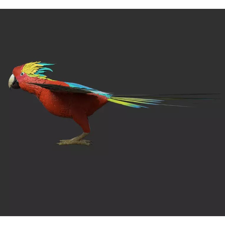 Parrot 3D Model – Realistic Rigged Bird Asset, FBX/OBJ - View 9