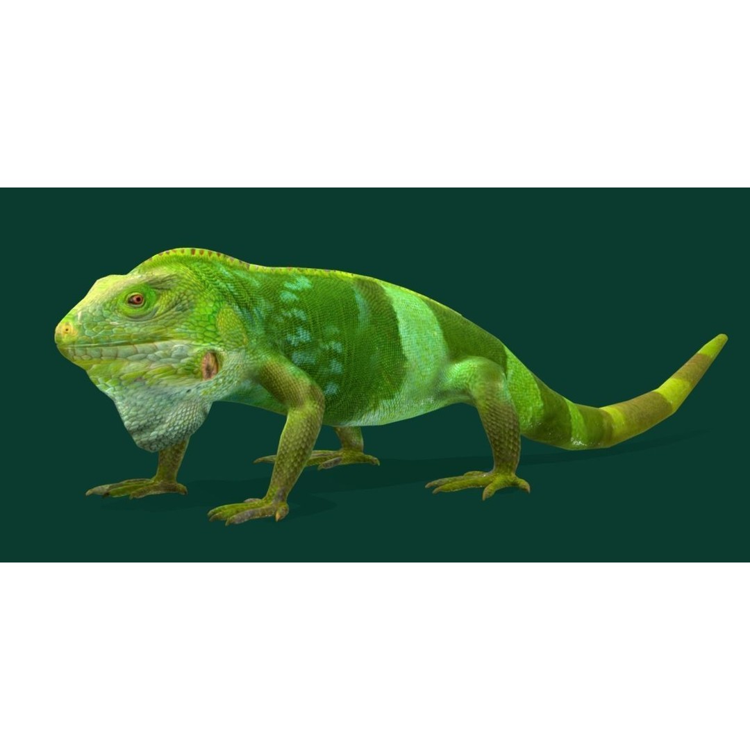 Fiji Banded Iguana 3D Model – Low Poly Game Asset with Animations
