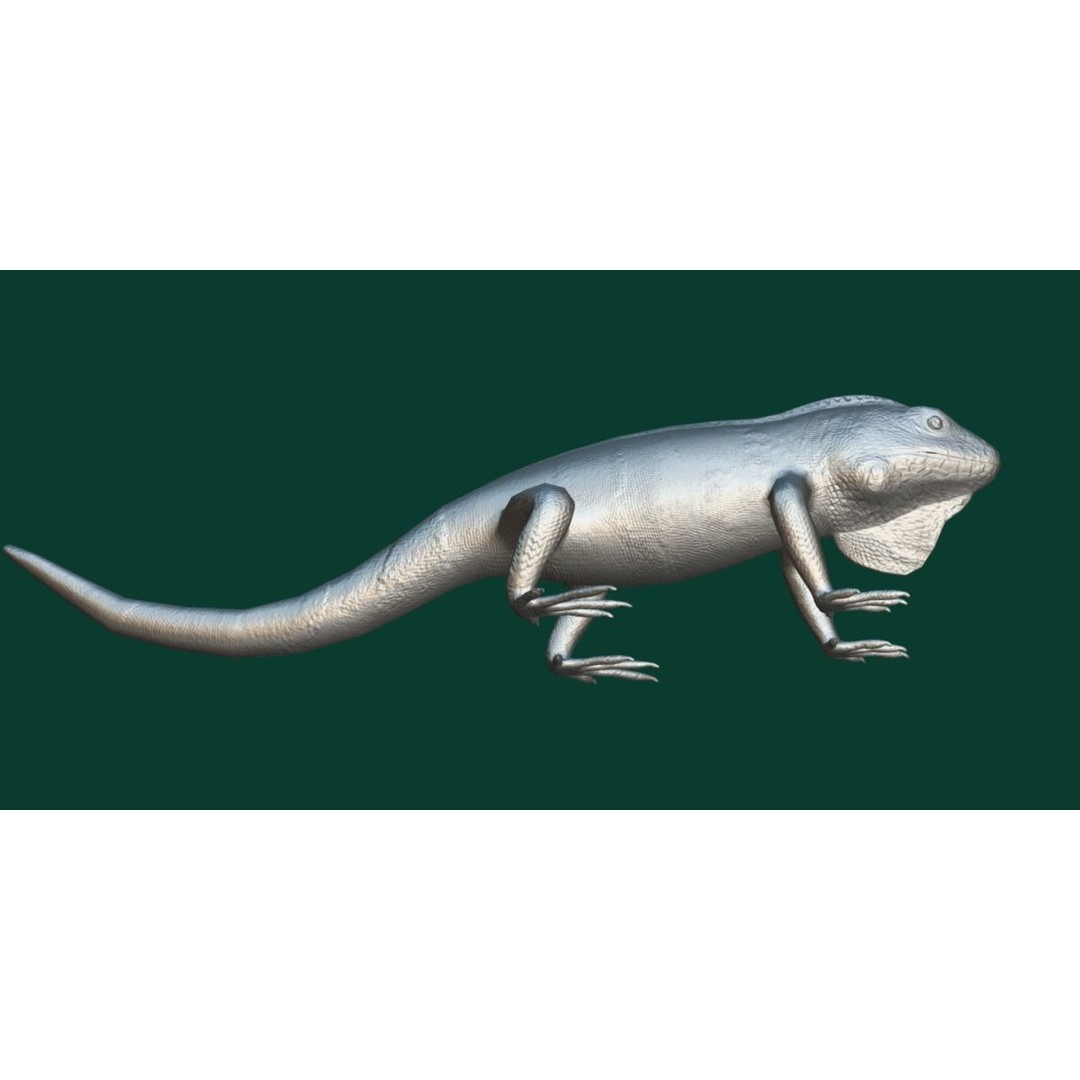 Fiji Banded Iguana 3D Model – Low Poly Game Asset with Animations - View 12
