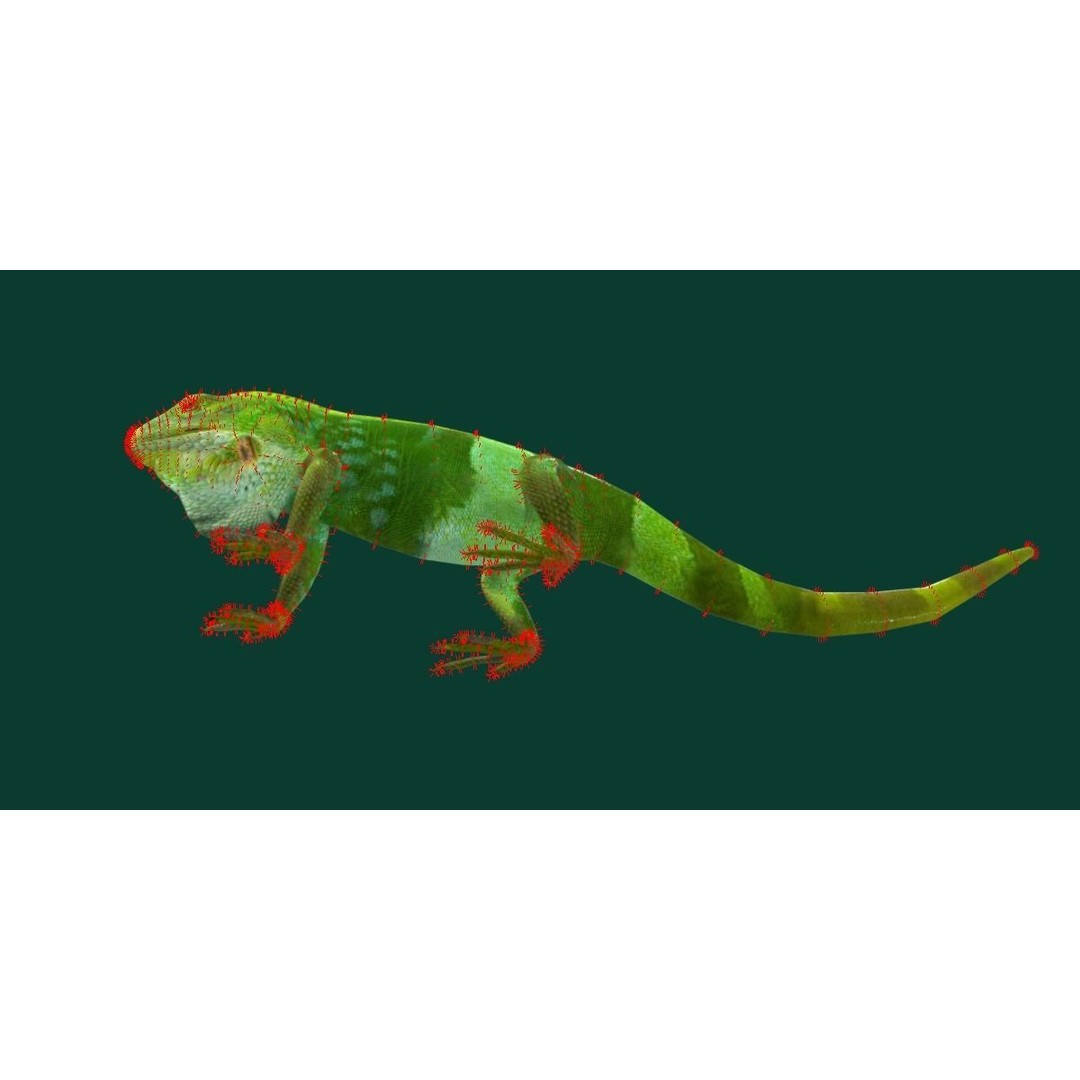 Fiji Banded Iguana 3D Model – Low Poly Game Asset with Animations - View 15