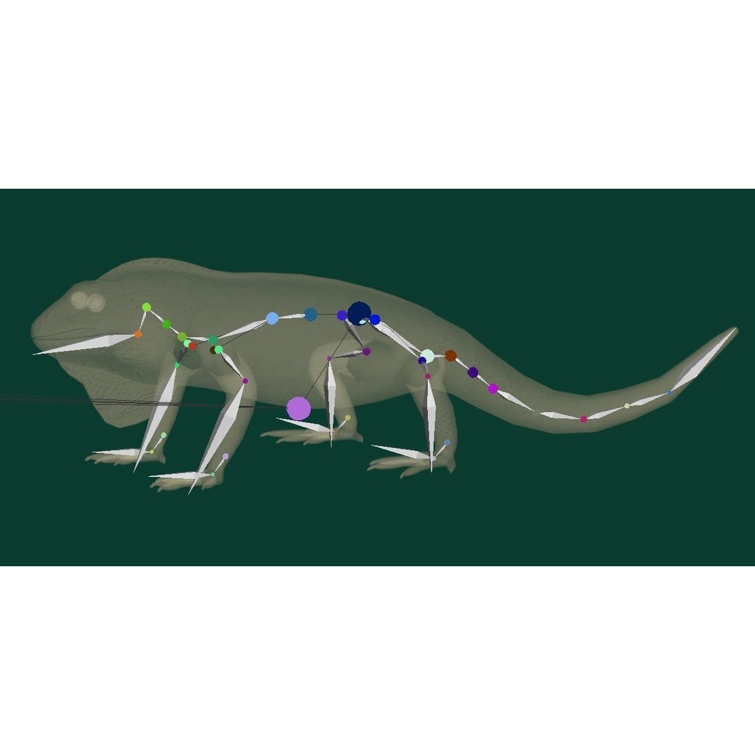 Fiji Banded Iguana 3D Model – Low Poly Game Asset with Animations - View 19