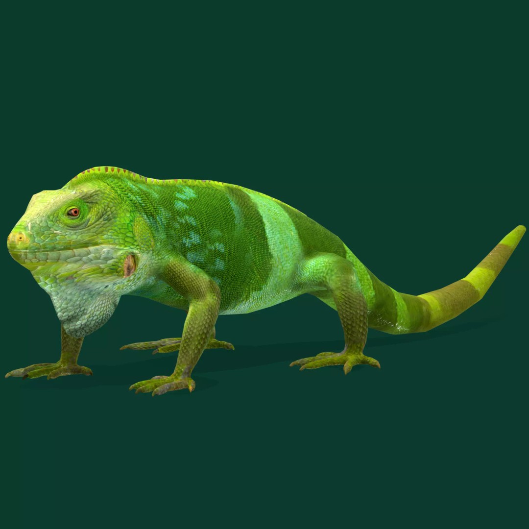 Fiji Banded Iguana 3D Model – Low Poly Game Asset with Animations - View 2