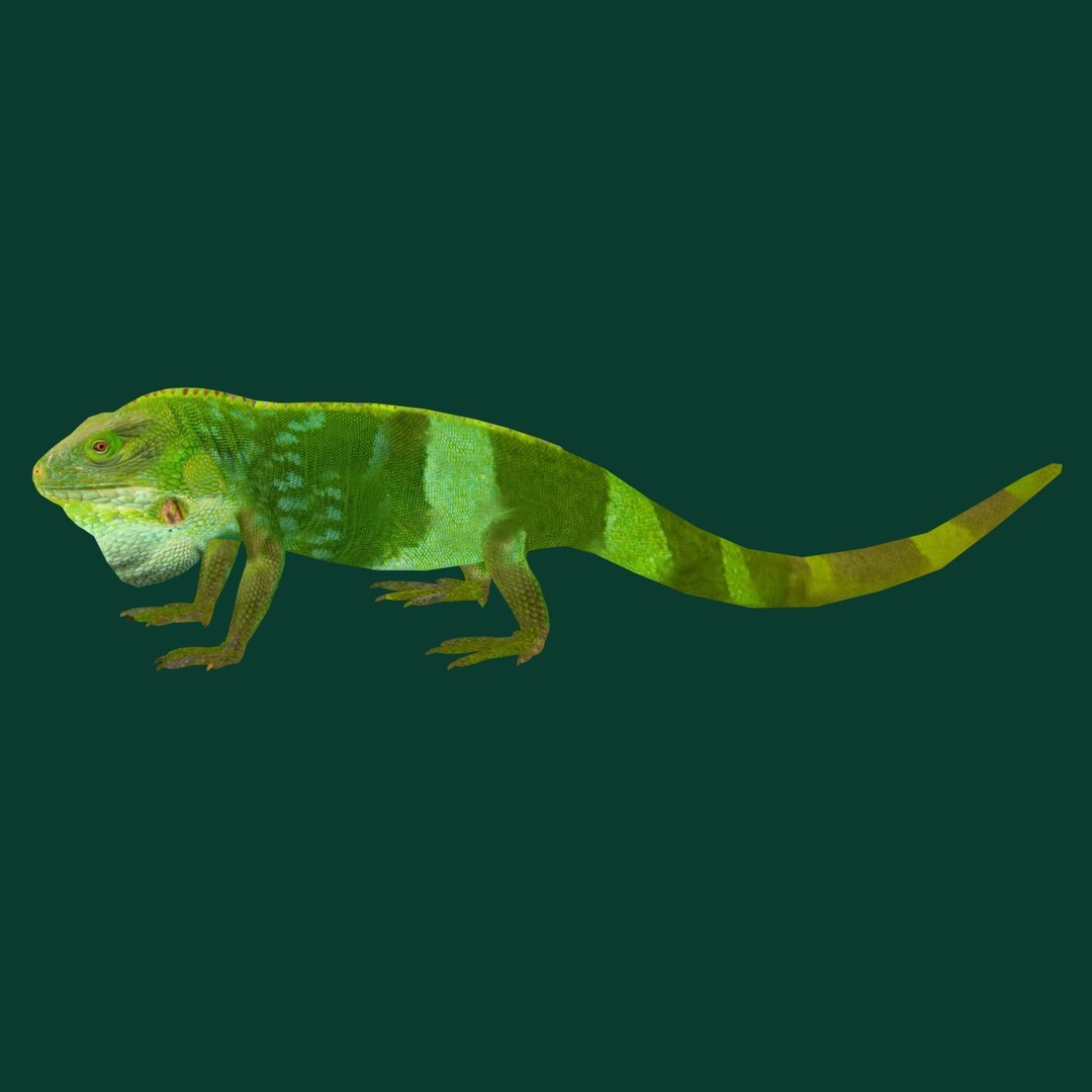 Fiji Banded Iguana 3D Model – Low Poly Game Asset with Animations - View 22