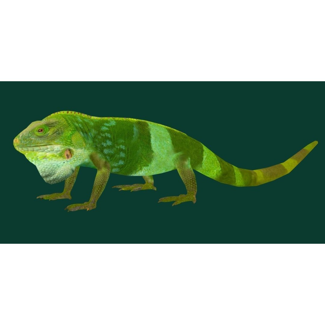 Fiji Banded Iguana 3D Model – Low Poly Game Asset with Animations - View 24