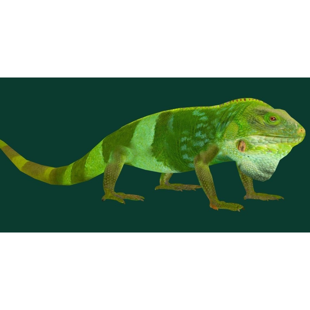 Fiji Banded Iguana 3D Model – Low Poly Game Asset with Animations - View 25