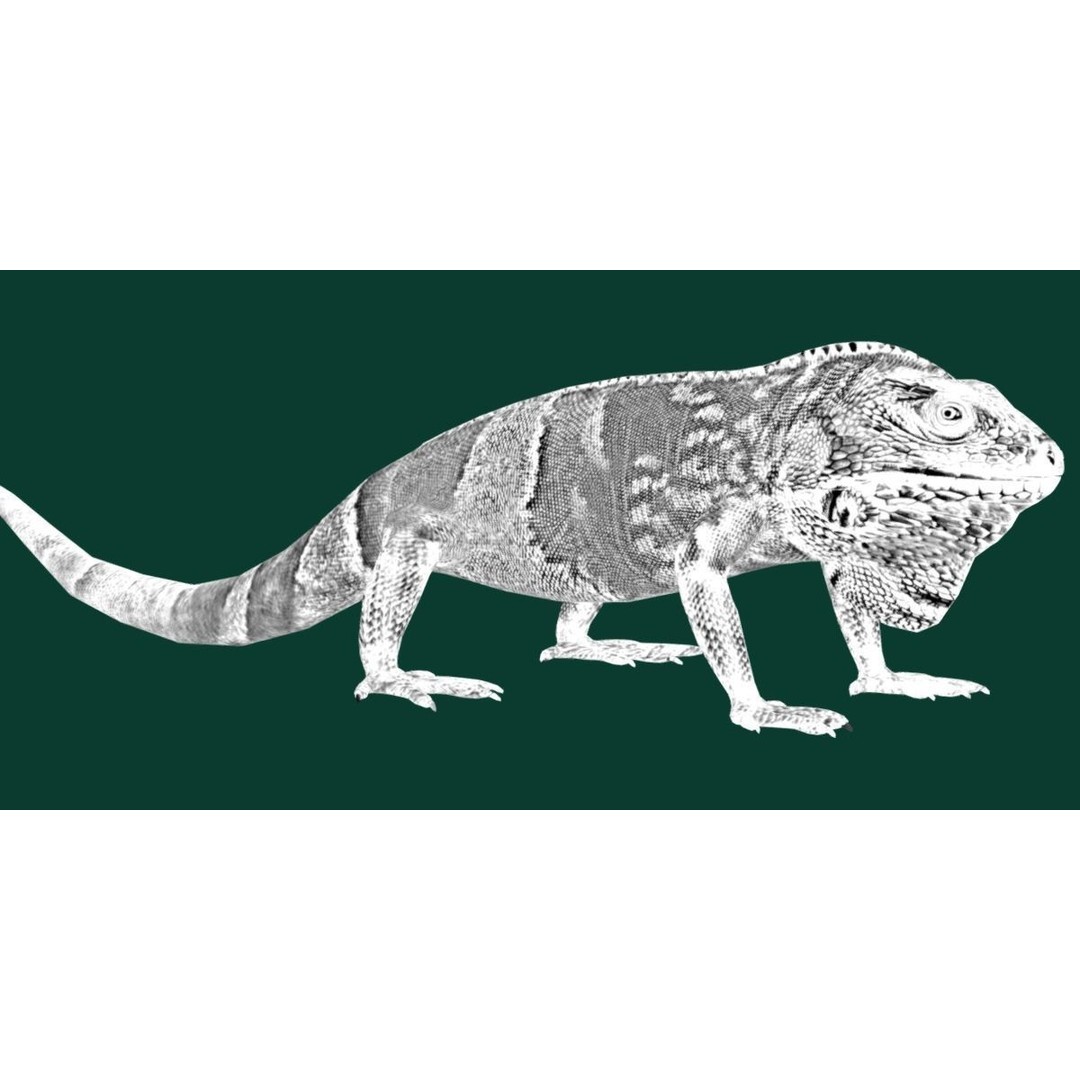 Fiji Banded Iguana 3D Model – Low Poly Game Asset with Animations - View 26