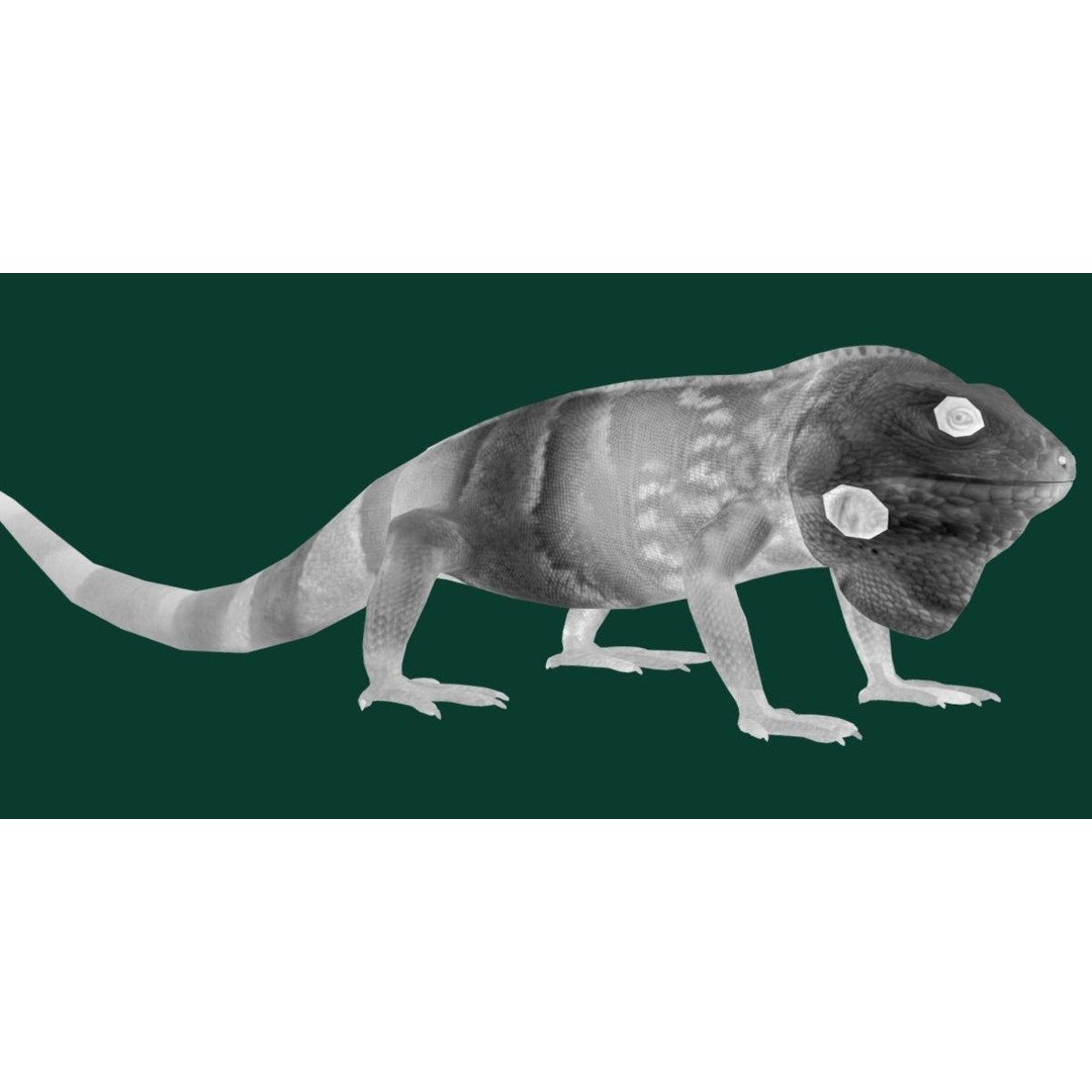 Fiji Banded Iguana 3D Model – Low Poly Game Asset with Animations - View 27