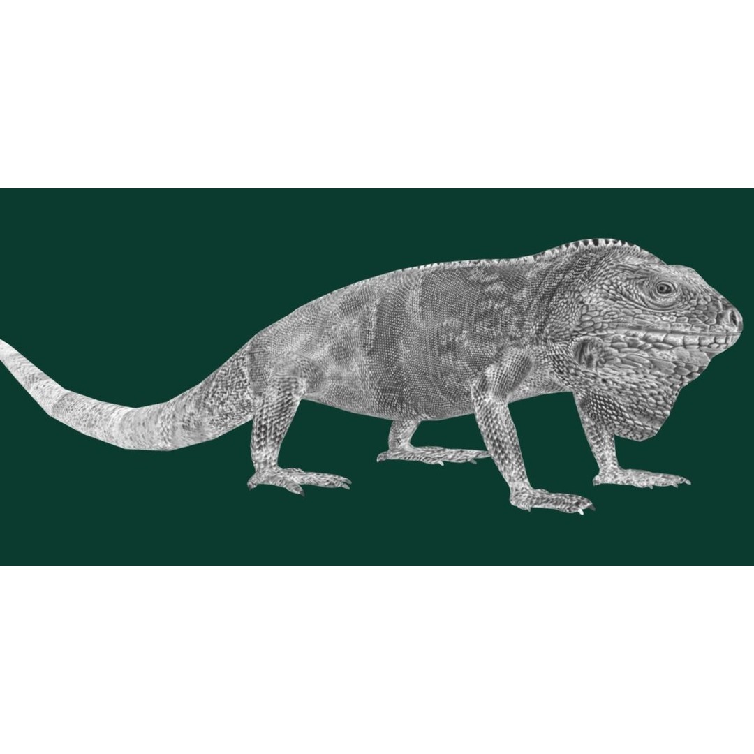 Fiji Banded Iguana 3D Model – Low Poly Game Asset with Animations - View 28