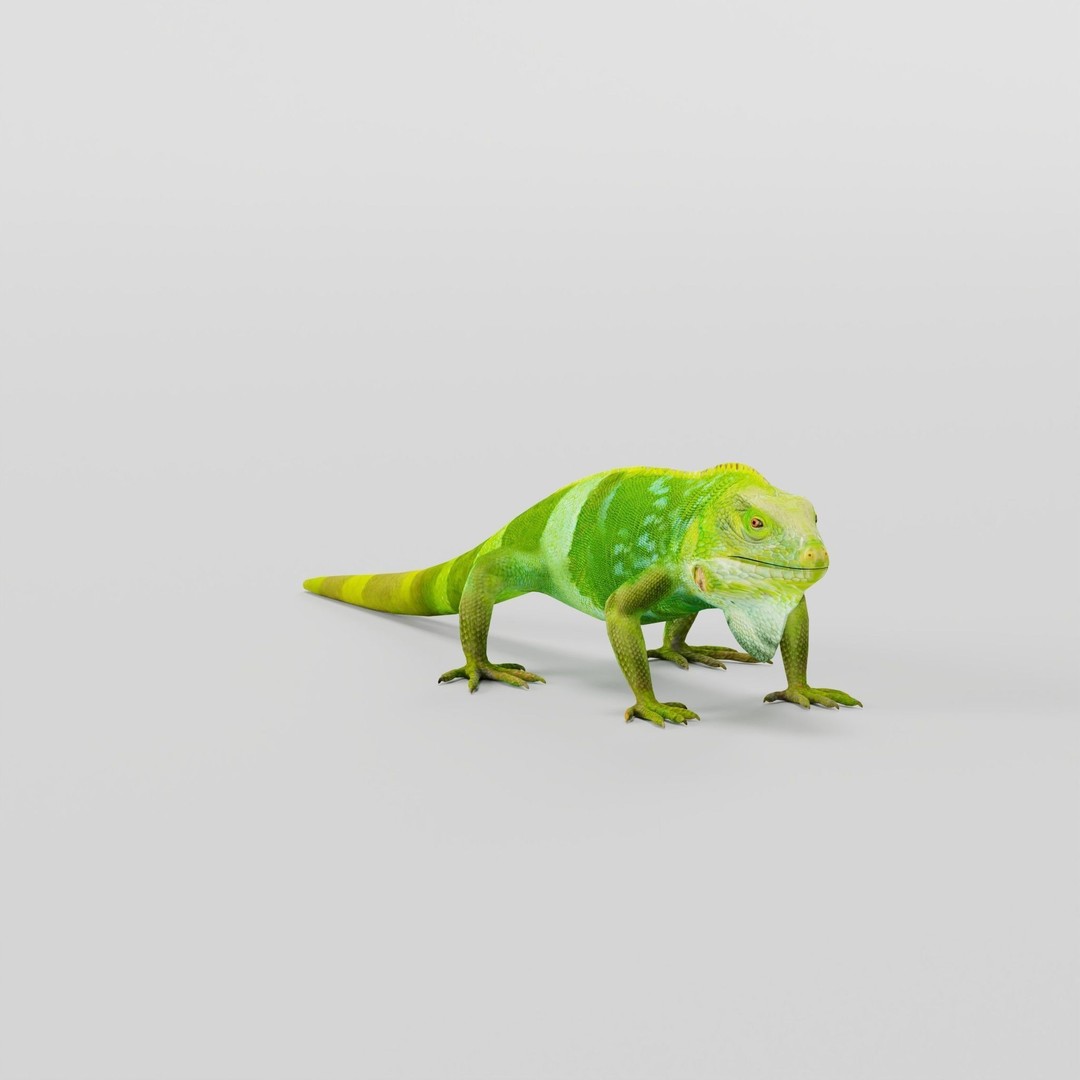 Fiji Banded Iguana 3D Model – Low Poly Game Asset with Animations - View 3