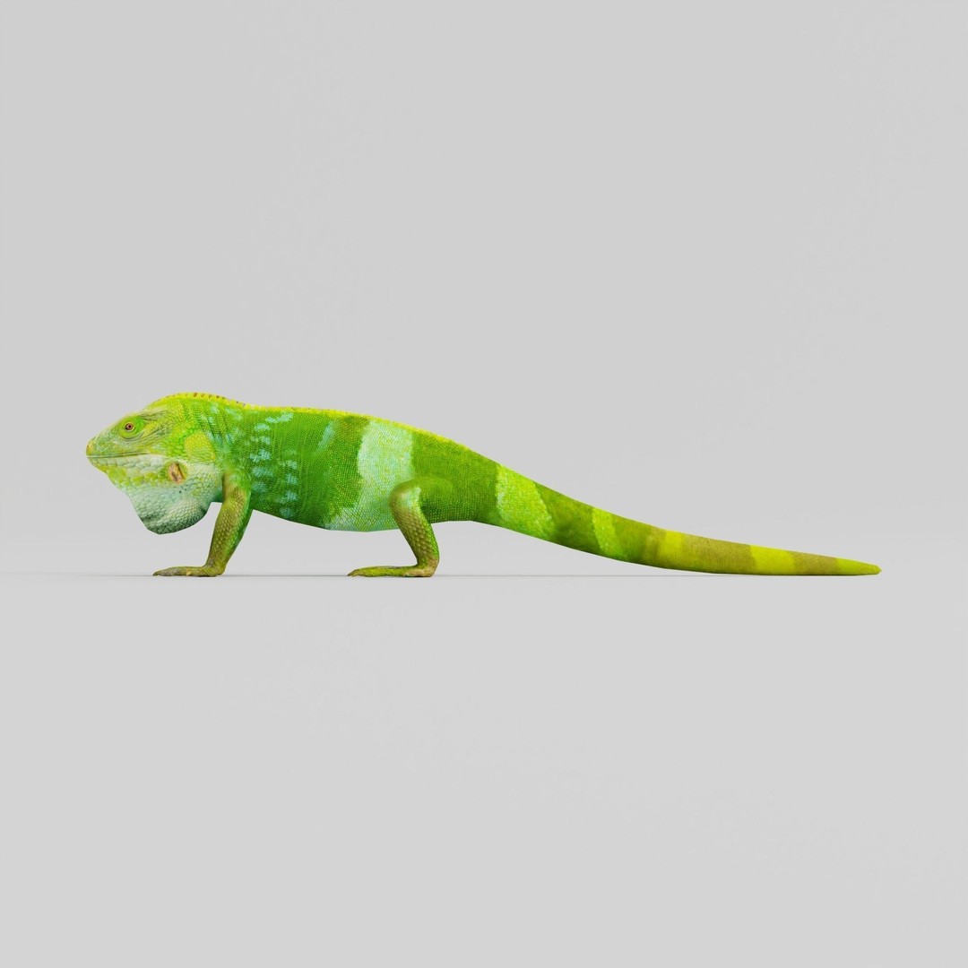 Fiji Banded Iguana 3D Model – Low Poly Game Asset with Animations - View 5