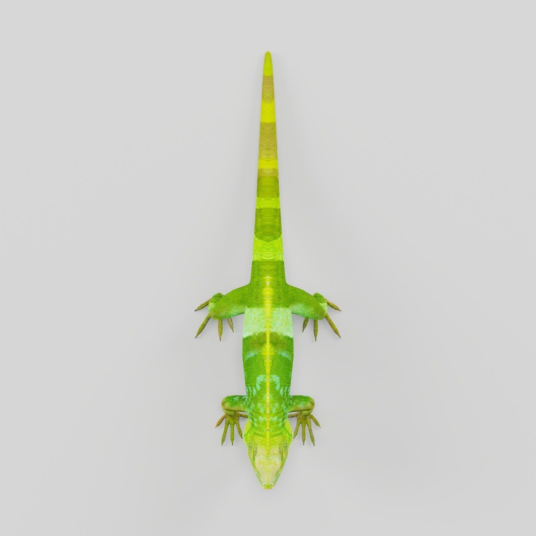 Fiji Banded Iguana 3D Model – Low Poly Game Asset with Animations - View 6