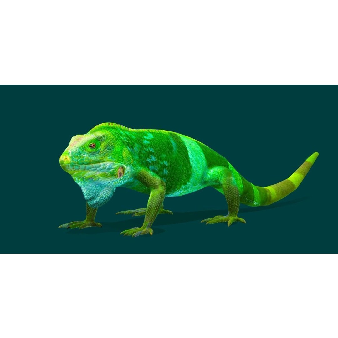Fiji Banded Iguana 3D Model – Low Poly Game Asset with Animations - View 8